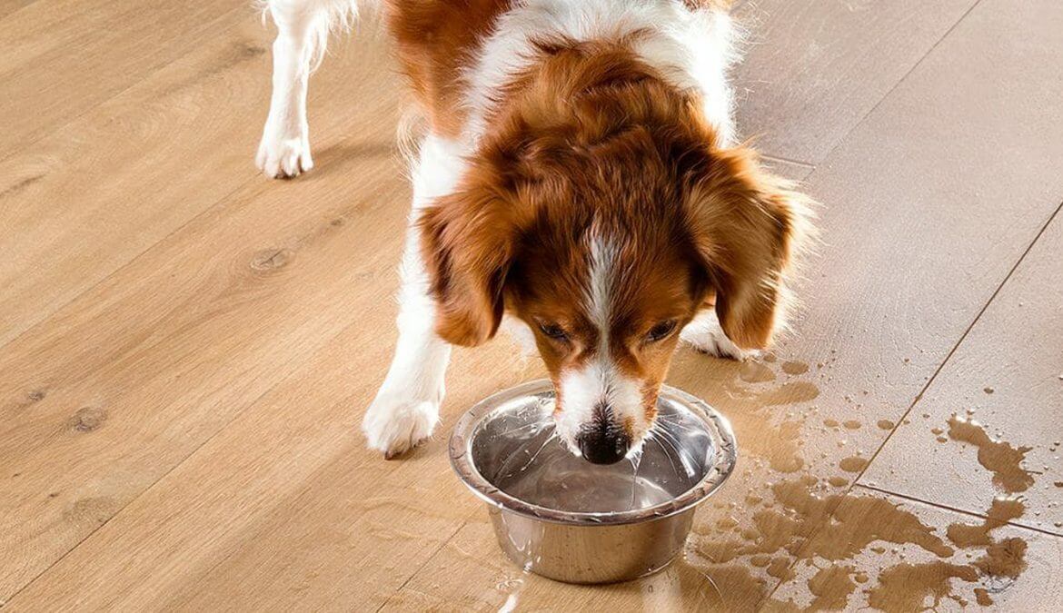 suelos laminados quick-step para mascotas
